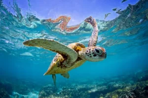 au pair australien